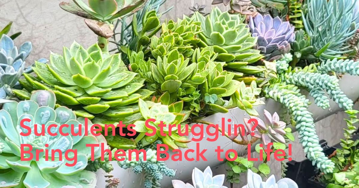 How to care for succulent plants