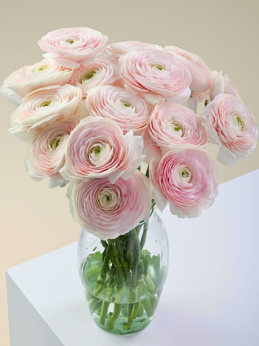 Most Romantic Flowers for Valentine's Day