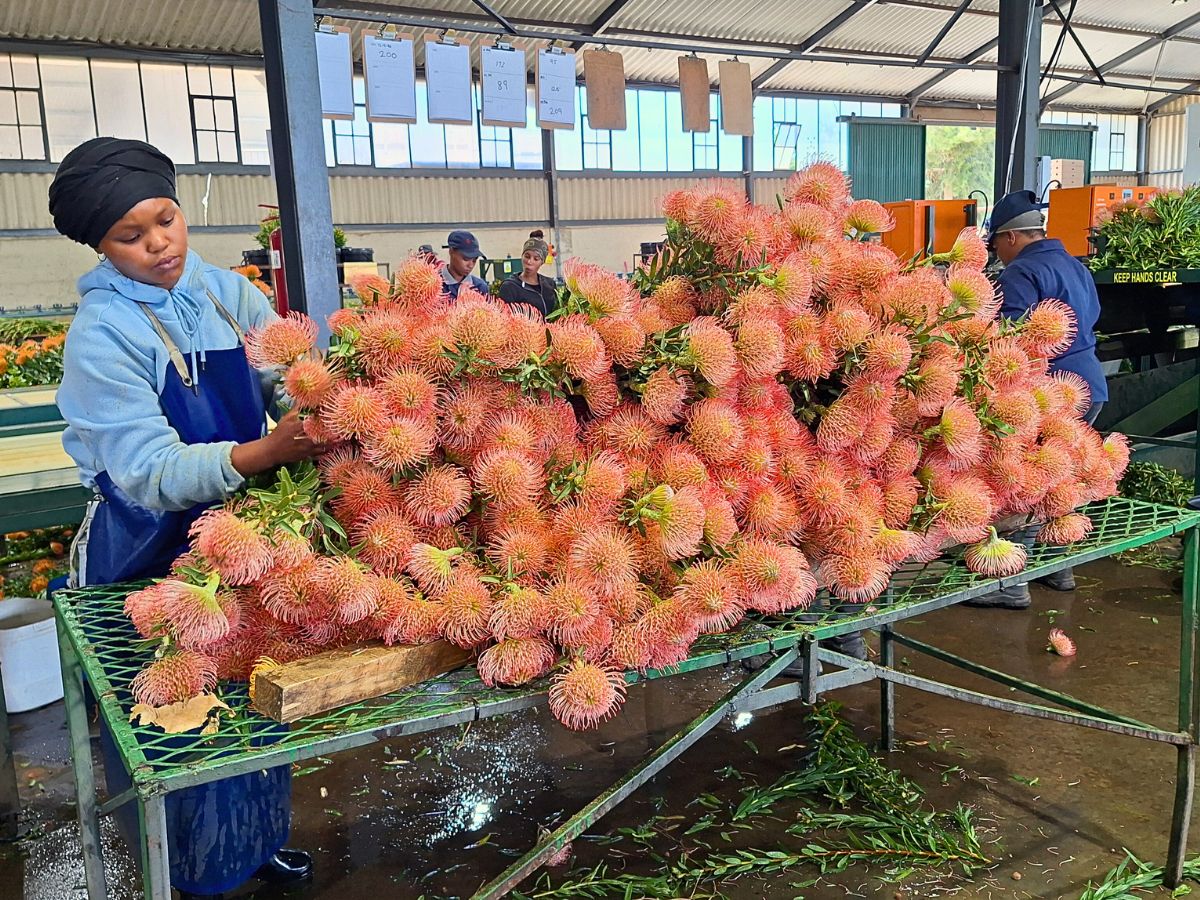 South Africa's Bugler’s Post Farms Delivers Exciting Cape Flora for Adomex’s OrcaExotics Label