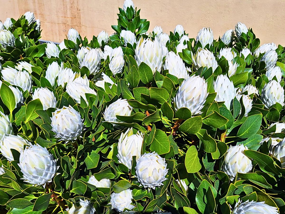 South Africa's Bugler’s Post Farms Delivers Exciting Cape Flora for Adomex’s OrcaExotics Label