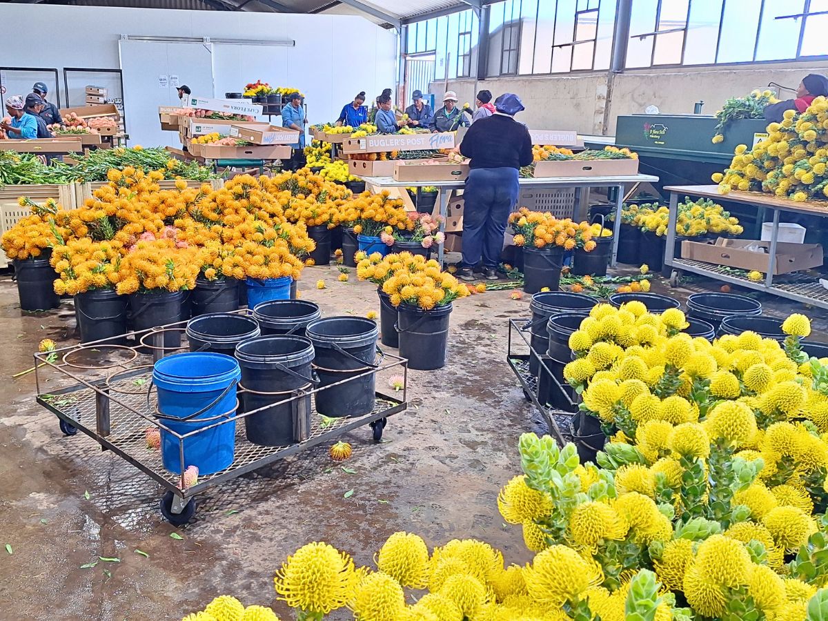 South Africa's Bugler’s Post Farms Delivers Exciting Cape Flora for Adomex’s OrcaExotics Label