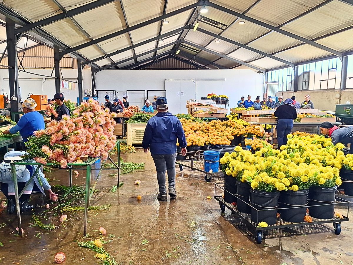 South Africa's Bugler’s Post Farms Delivers Exciting Cape Flora for Adomex’s OrcaExotics Label