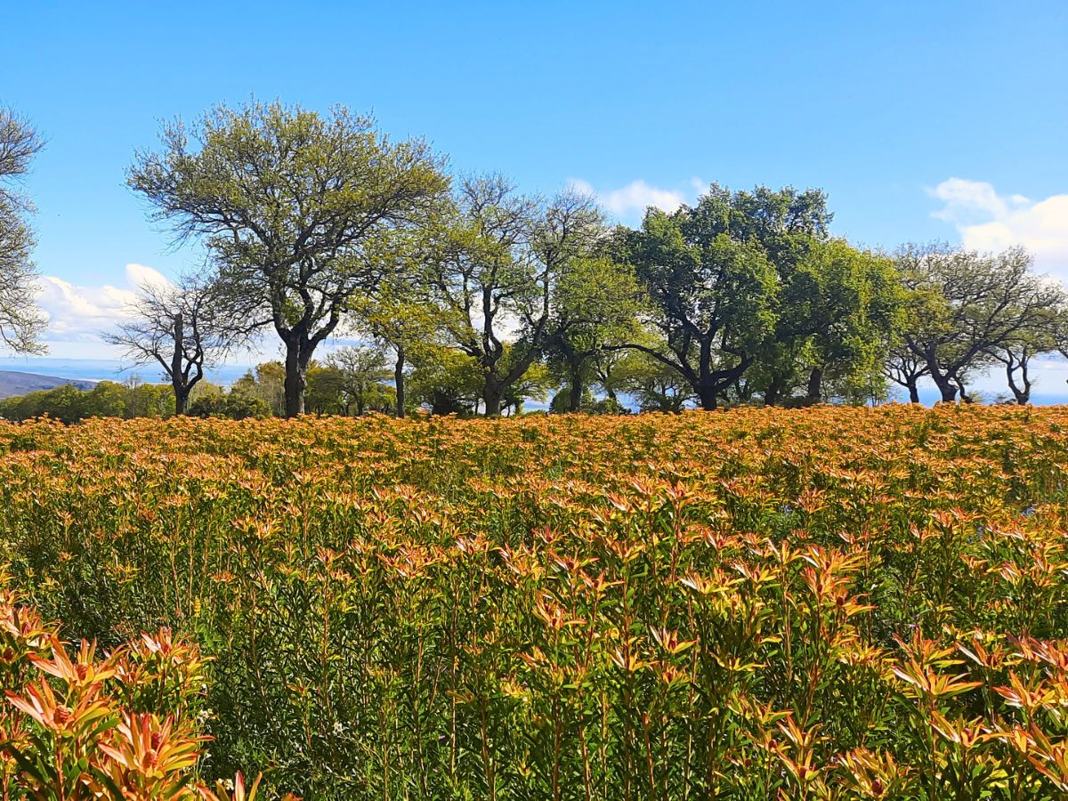 South Africa's Bugler’s Post Farms Delivers Exciting Cape Flora for Adomex’s OrcaExotics Label