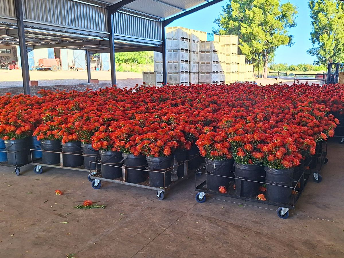 South Africa's Bugler’s Post Farms Delivers Exciting Cape Flora for Adomex’s OrcaExotics Label