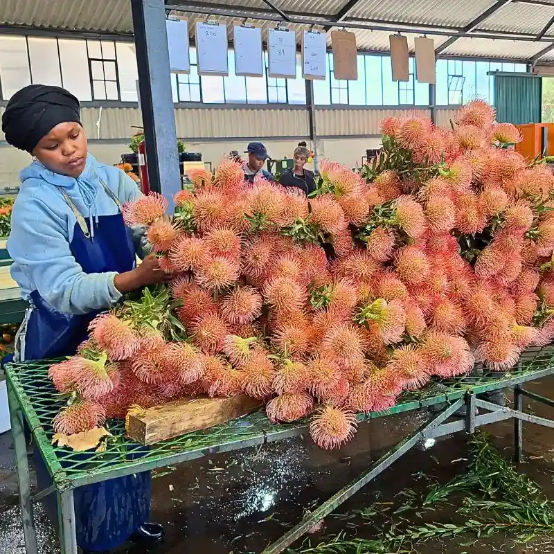 South Africa's  Bugler's Post Farms Delivers Exciting Cape Flora for Adomex’s OrcaExotics Label