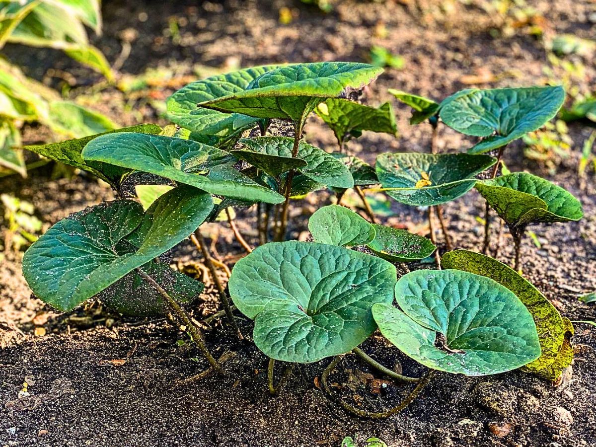 Low-Maintenance Perennials for the Lazy Gardener