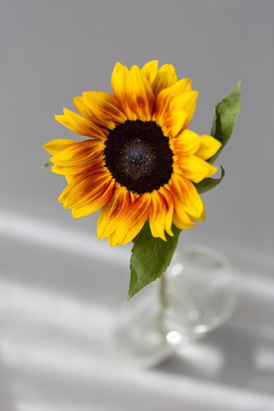 9 classic summer flowers - funnyhowflowersdothat - sunflowers - on Thursd