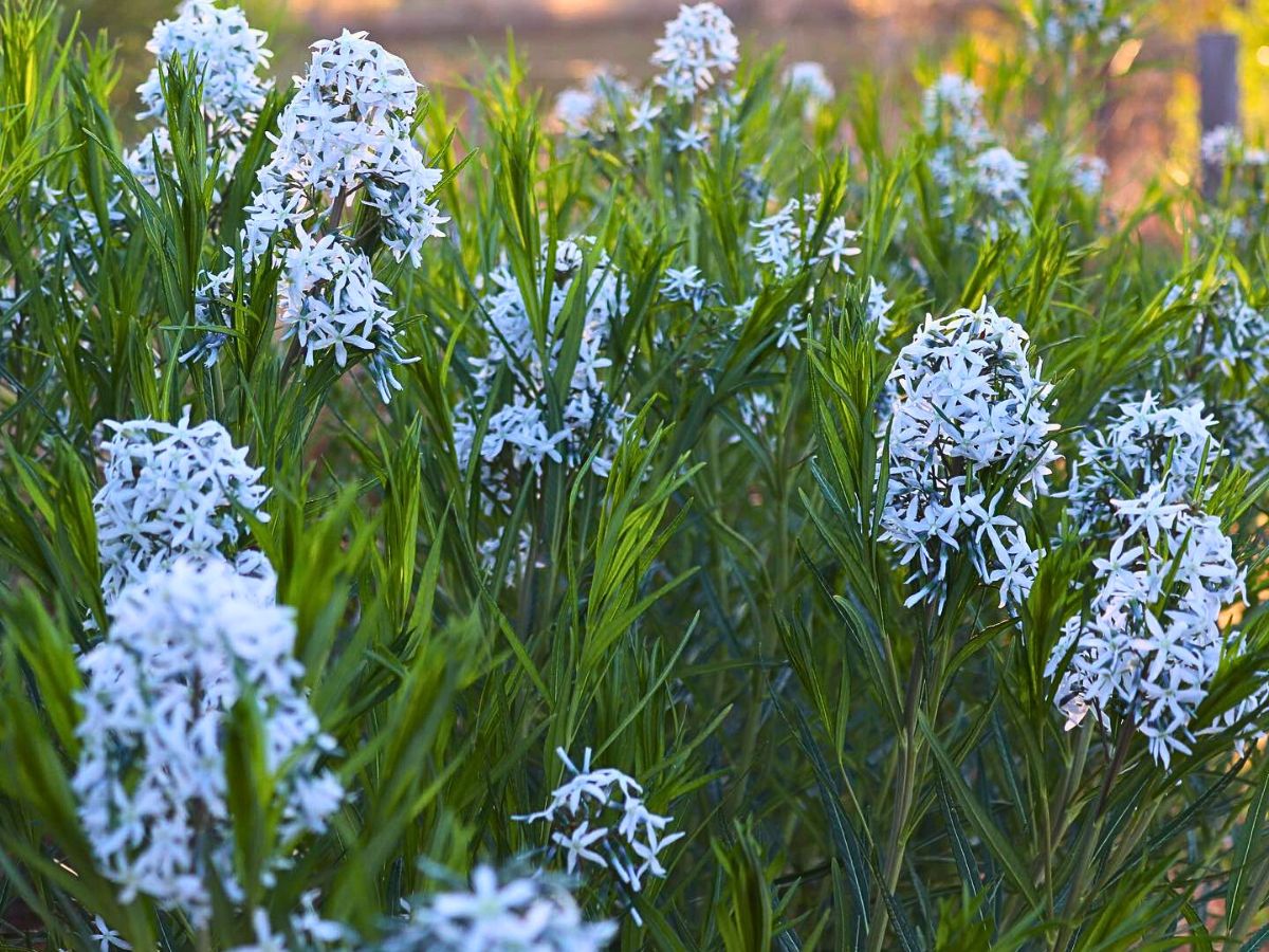 Low-Maintenance Perennials for the Lazy Gardener