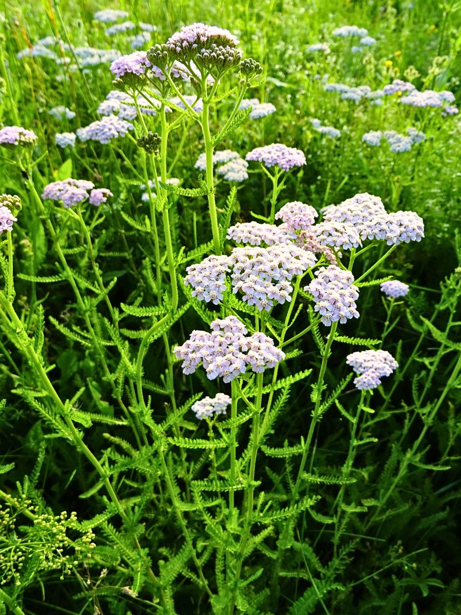 Common Low-Maintenance Perennials for the 'Lazy' Gardener