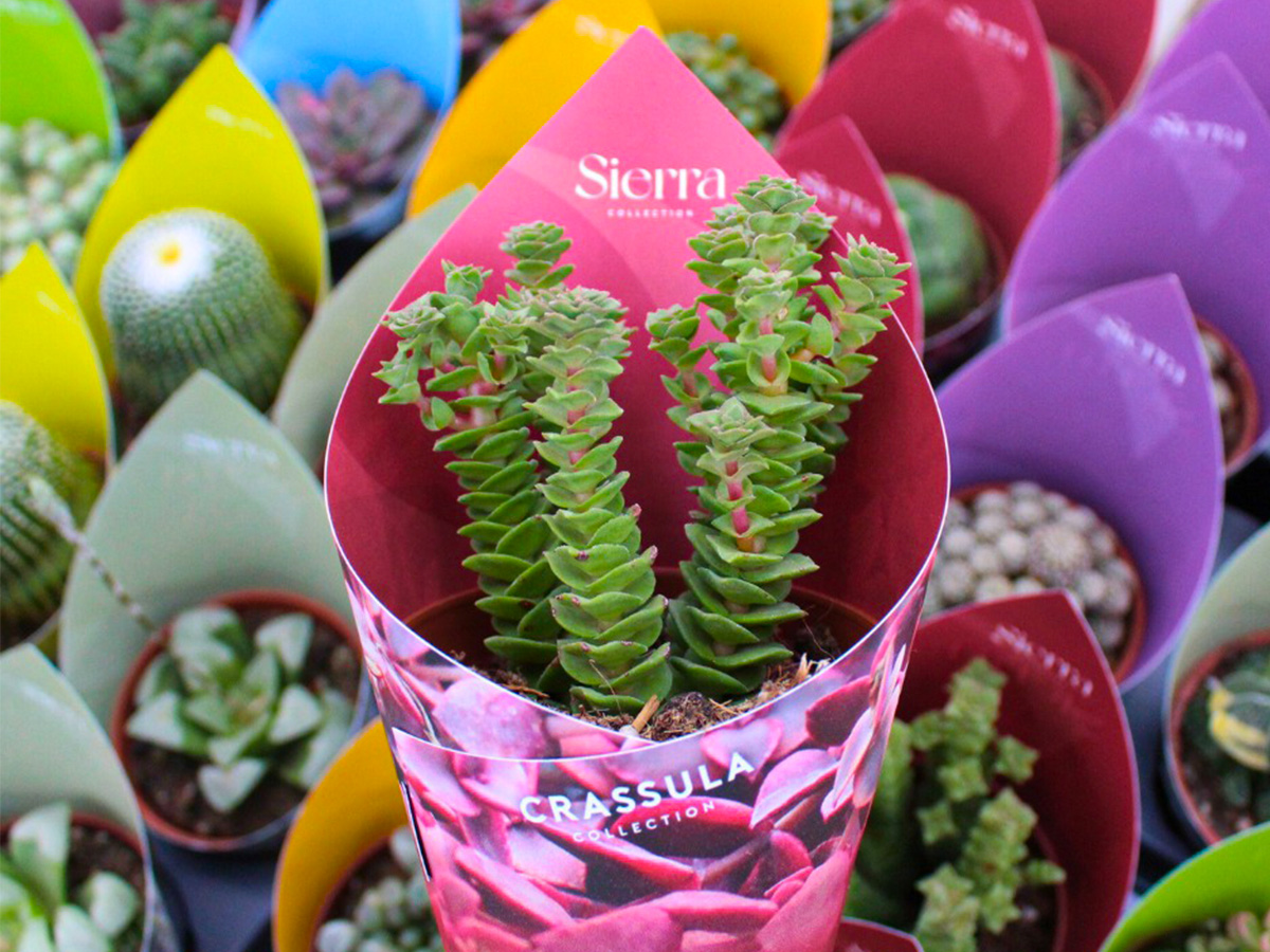 Winco Holland Crassula Green Pagoda in greenhouse