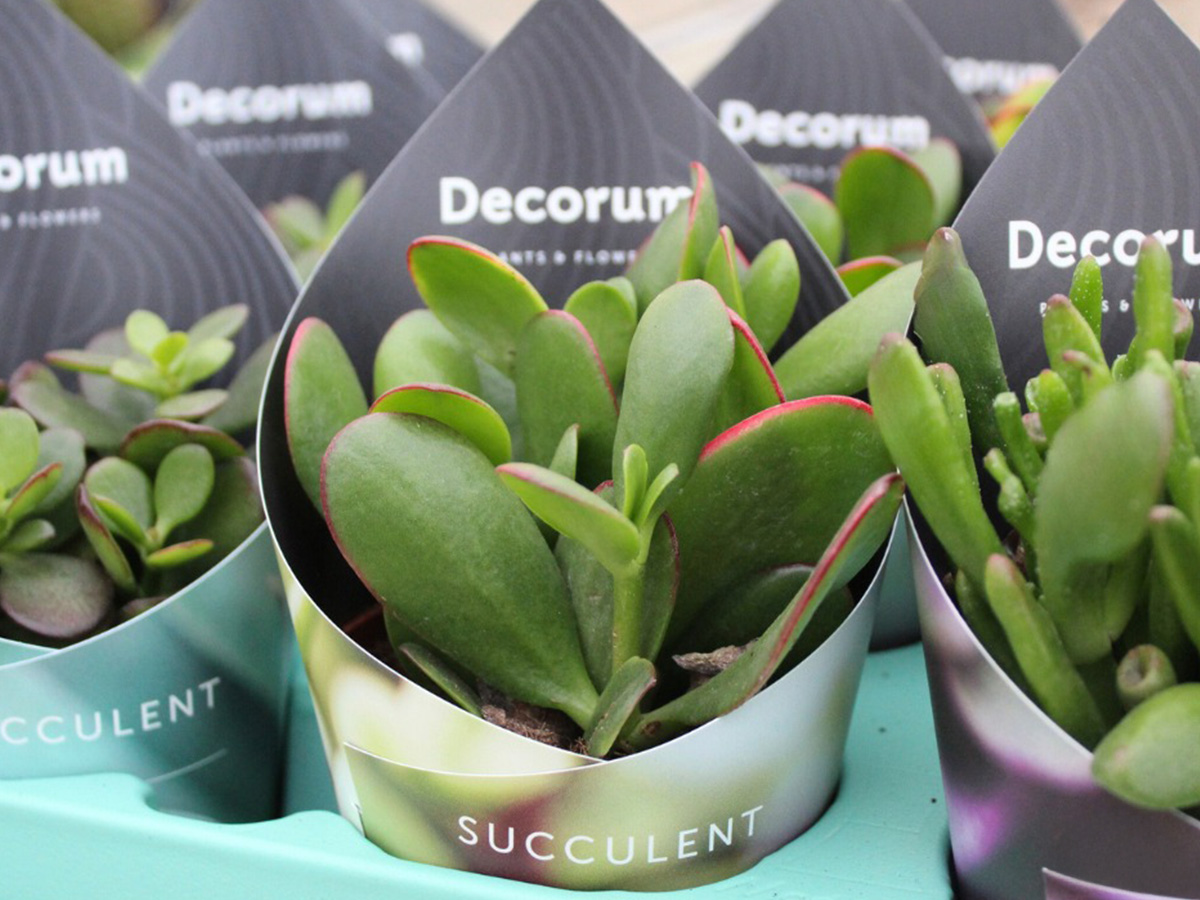 Winco Holland Decorum label succulents