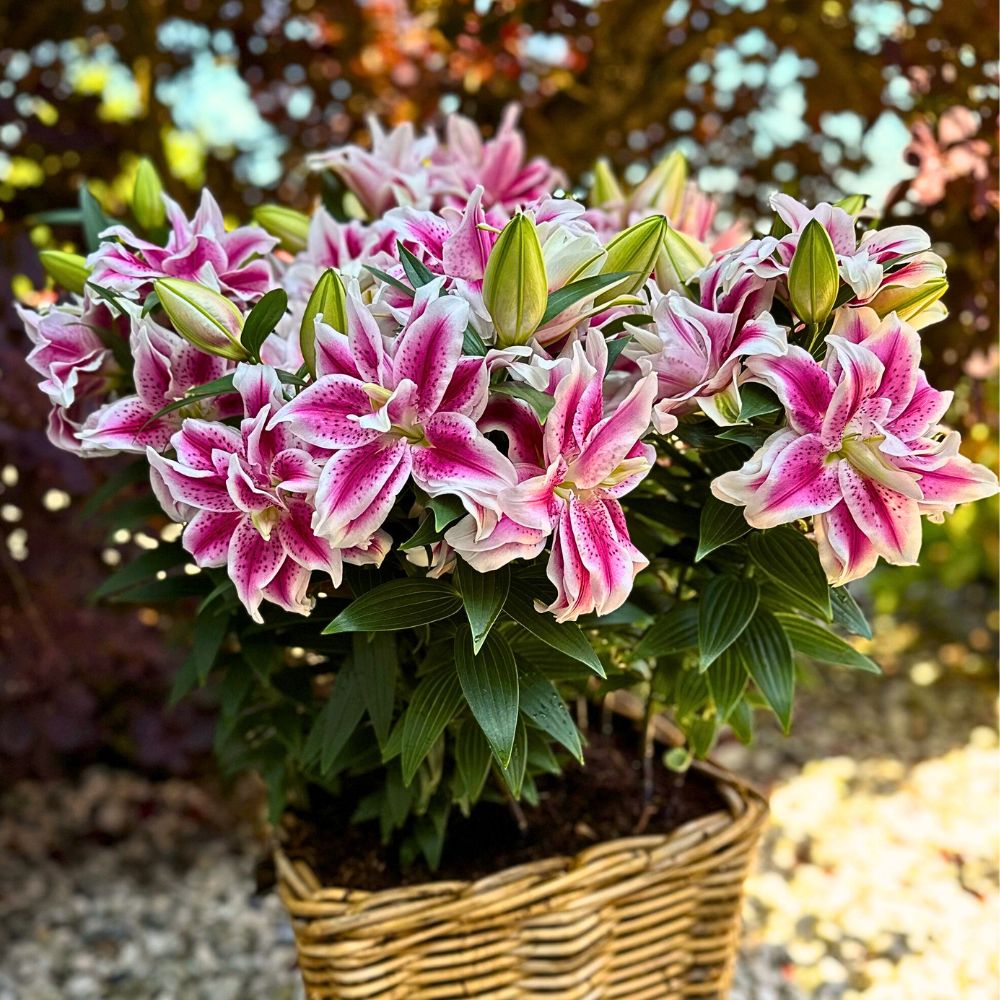 rose lily flowers