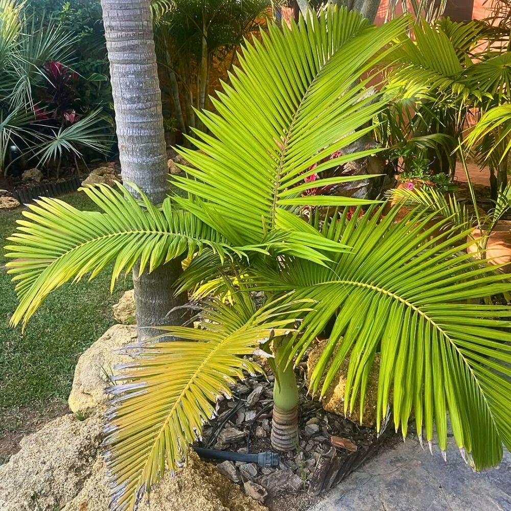 leaves of the King palm tree