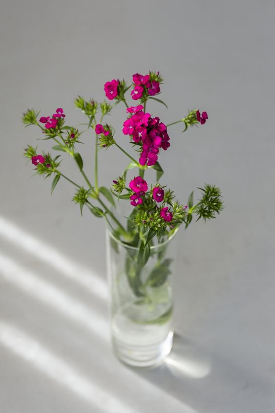 9 classic summer flowers - funnyhowflowersdothat - sweet william - on Thursd
