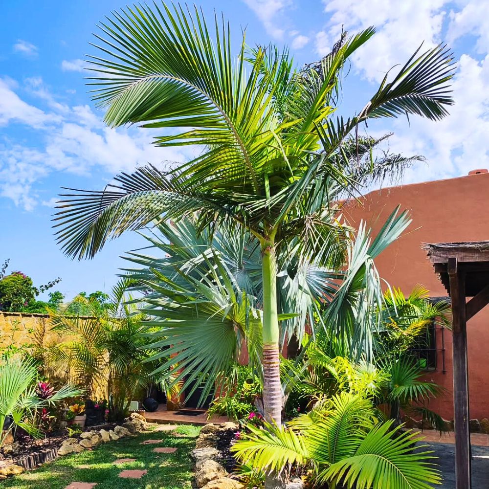 King palm tree growing in a gardenspace