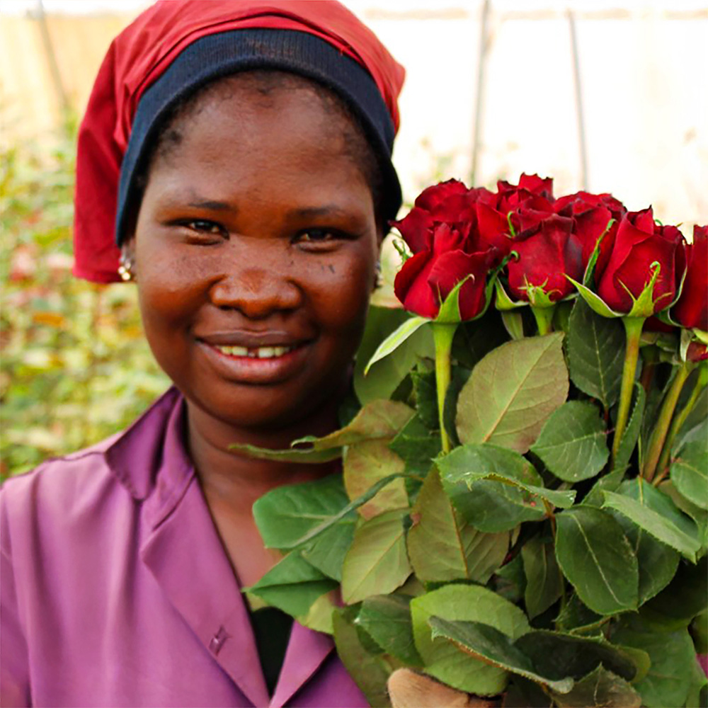 Bloomingdale Roses woman harvesting red roses