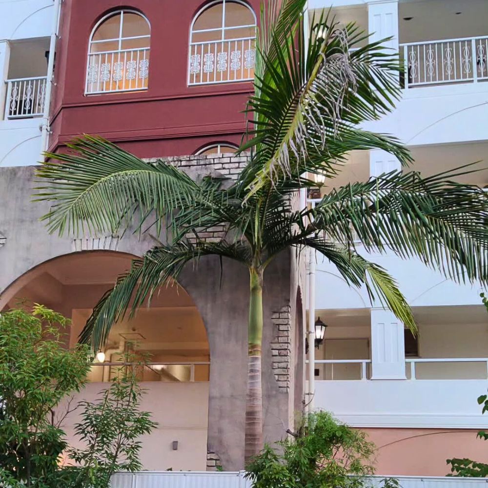 King palm tree growing near a house boundary