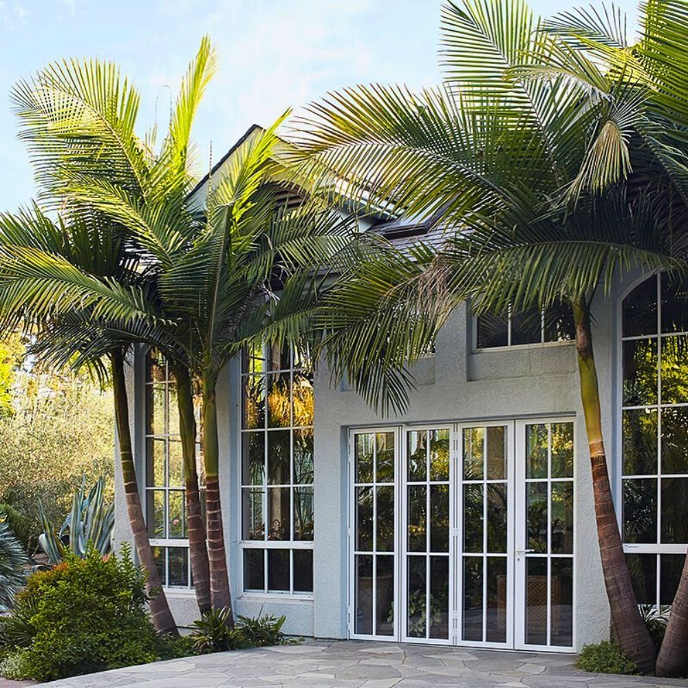 King palm tree growing near house entrance or patio