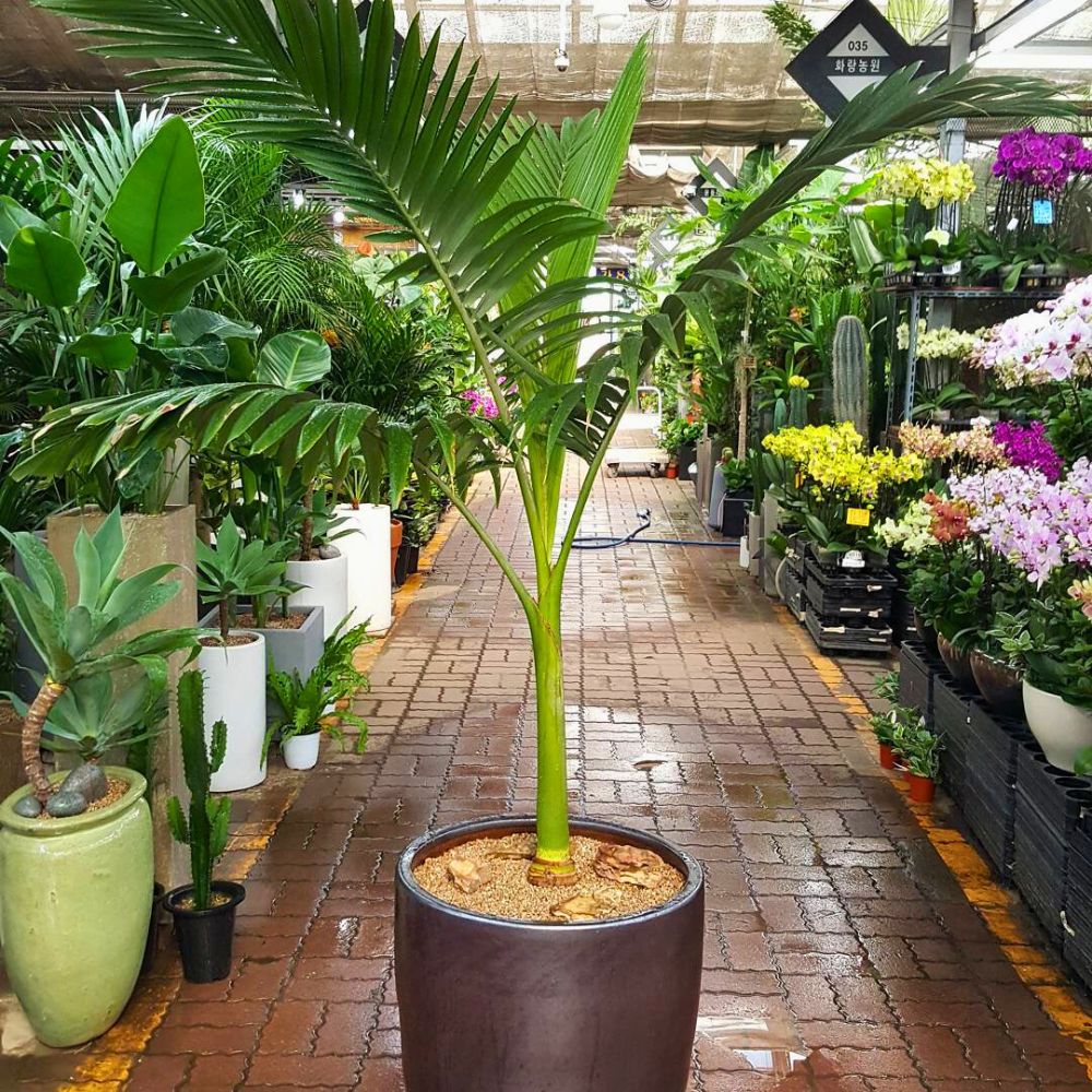 King palm tree as an indoor potted plant