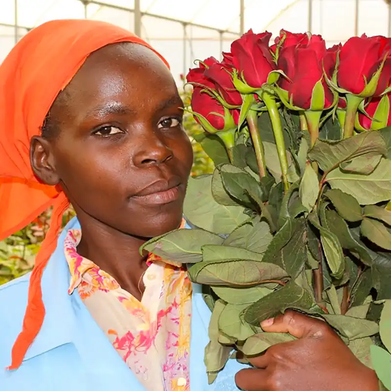 Chrysal Roses Kenya Bloomingdale feature