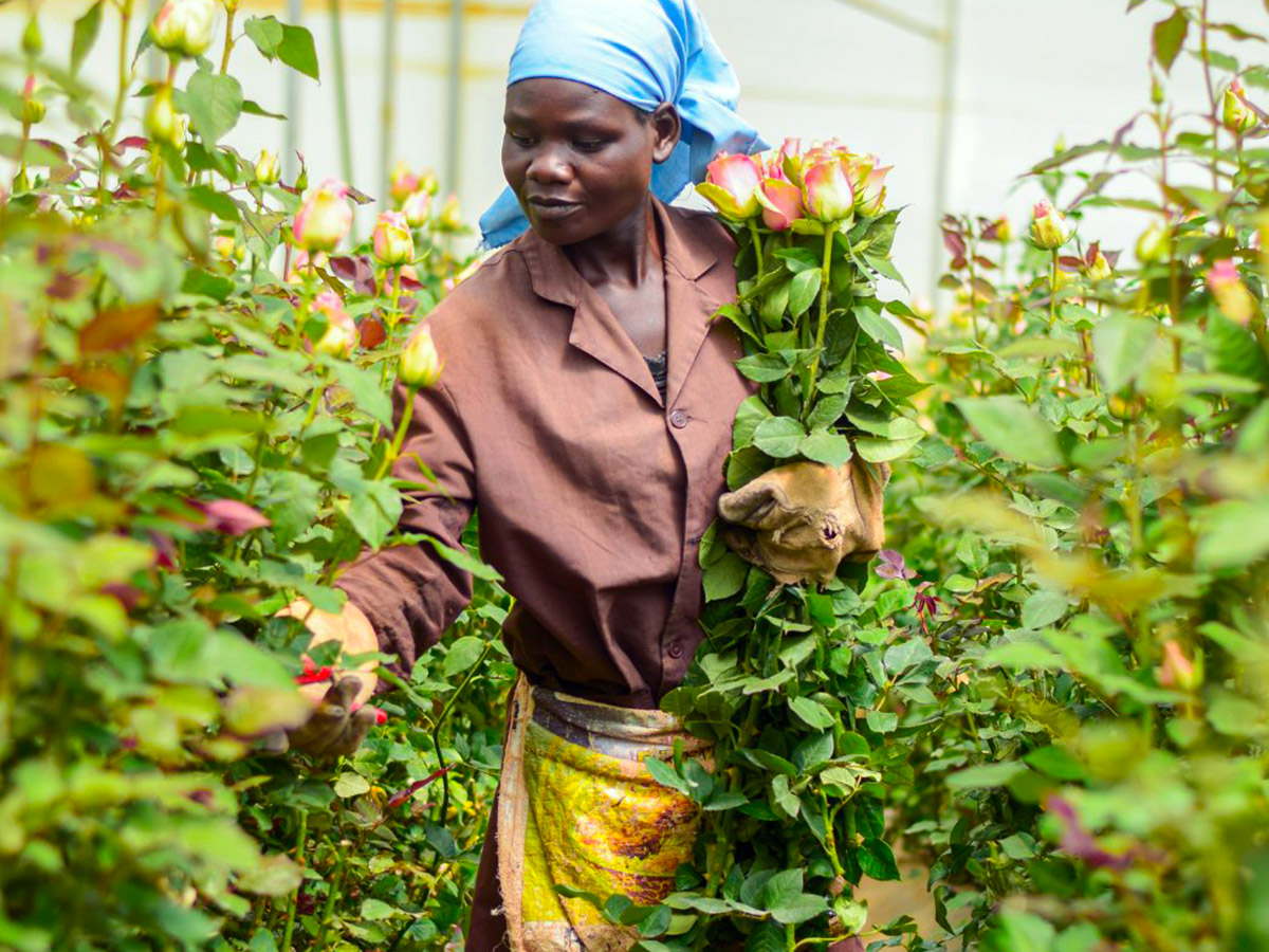 Bloomingdale Roses woman harvesting pink roses