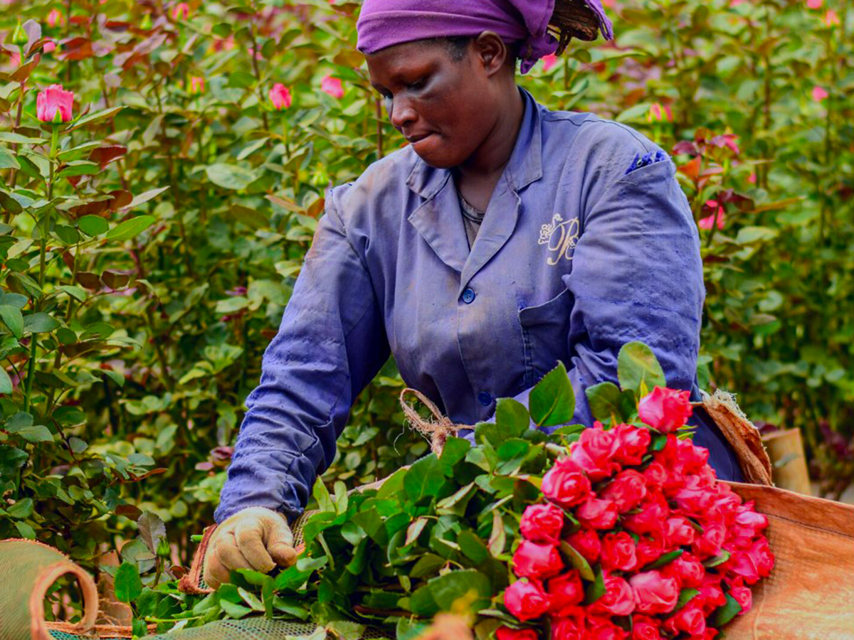 Bloomingdale Roses woman harvesting dark pink roses