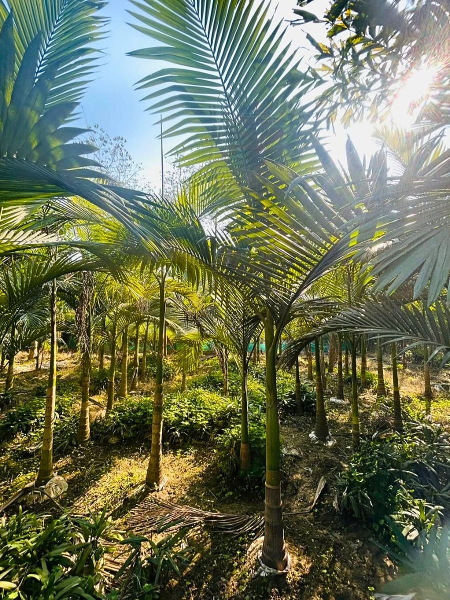 King palm trees growing in the wild