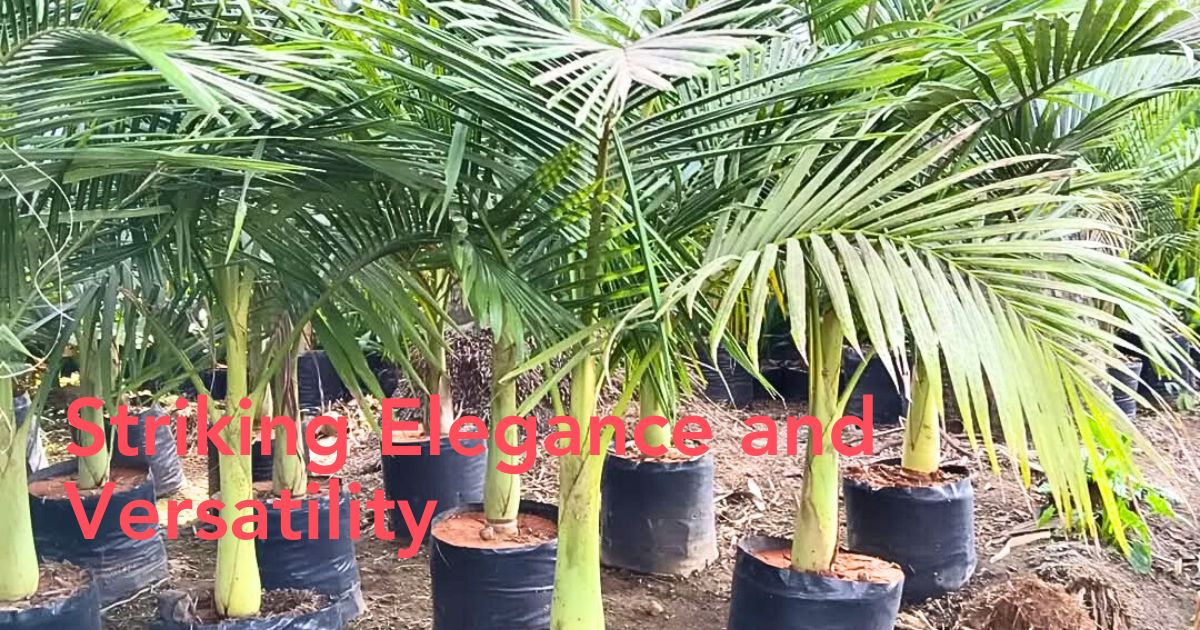 King palm tree care guide Thursd.com article header image