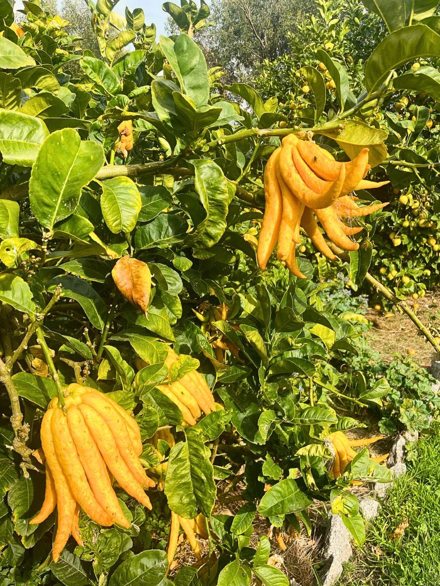 Bright yellow Buddha's hand citrus fruits on a tree.