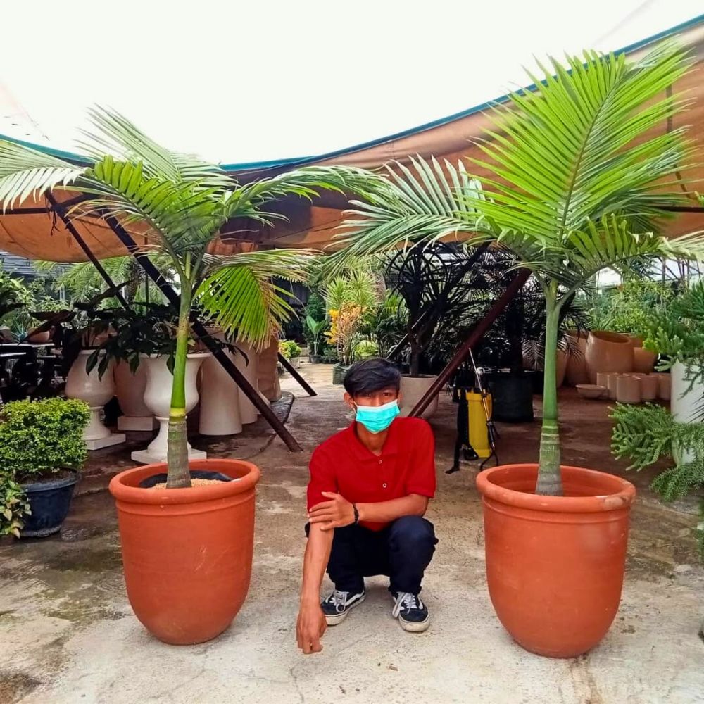 a man sitting between two potted king palms