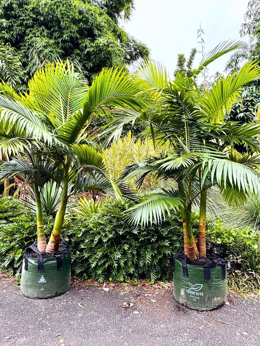 King palm trees ready to be moved for landscaping