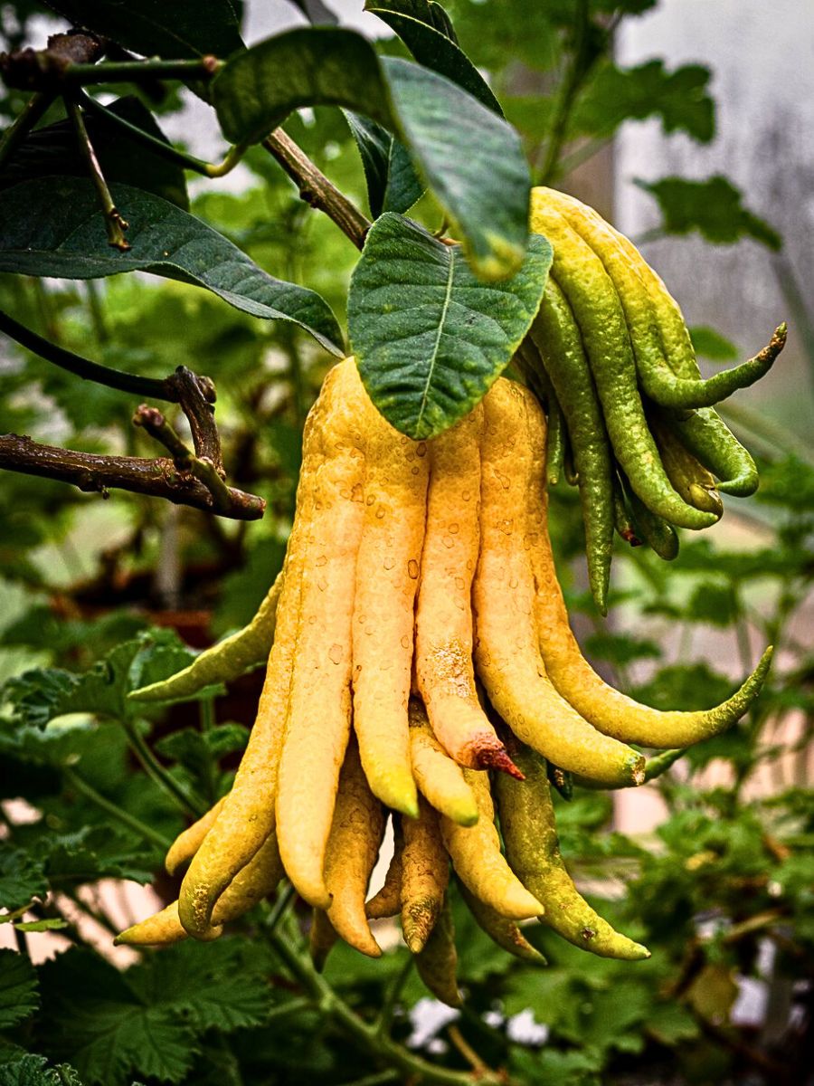 Buddha's hand fruit hanging on a branch.