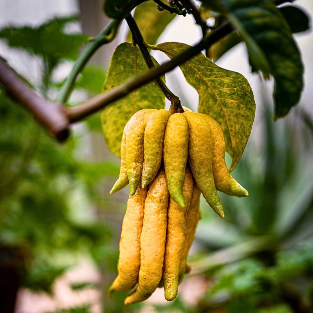 Cluster of Buddha's hand fruit on a tree.