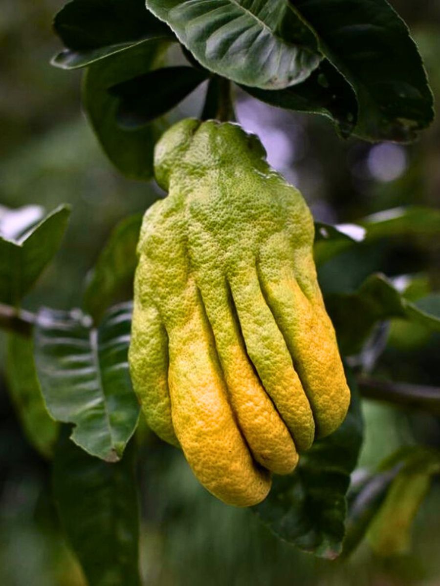 Green and yellow Buddha's hand citrus fruit hanging on a tree.