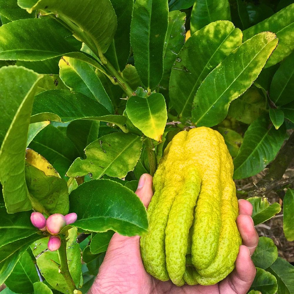 This is another image of Buddha’s hand citrus fruit. It is a unique variety of citron known for its finger-like segments.