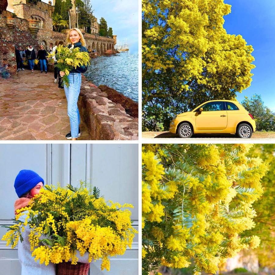 Mimosa flowers in France