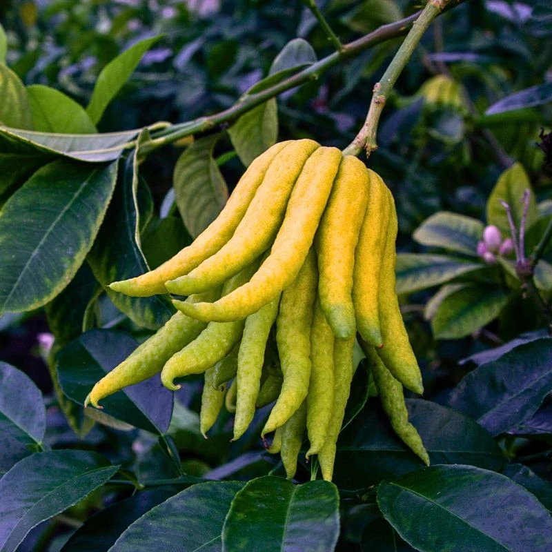 Enigmatic Buddha’s Hand Is a Citrus Marvel Steeped in Symbolism and Flavor