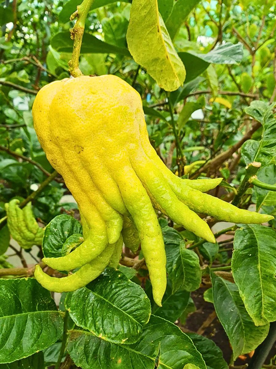 Buddha’s hand citrus fruit on a tree.