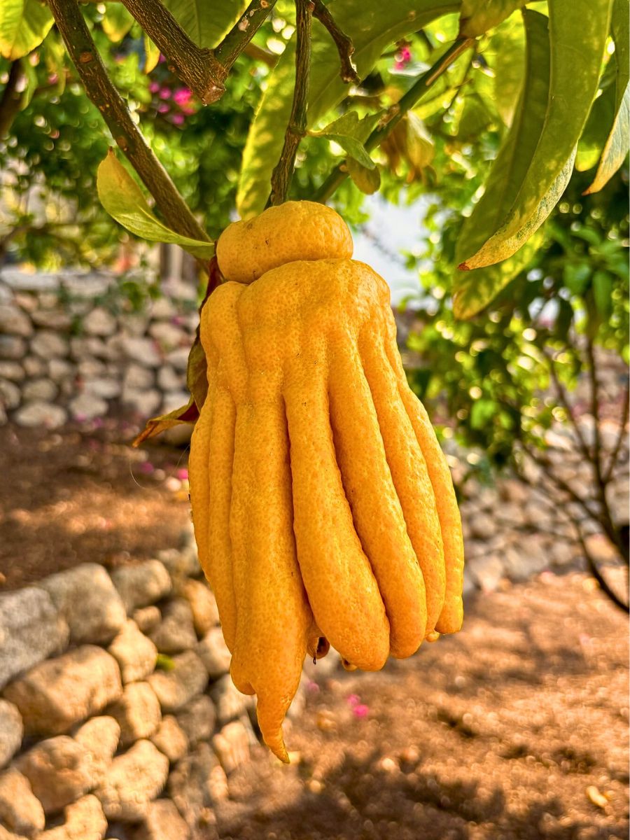 Yellow citrus fruit hanging on a tree.