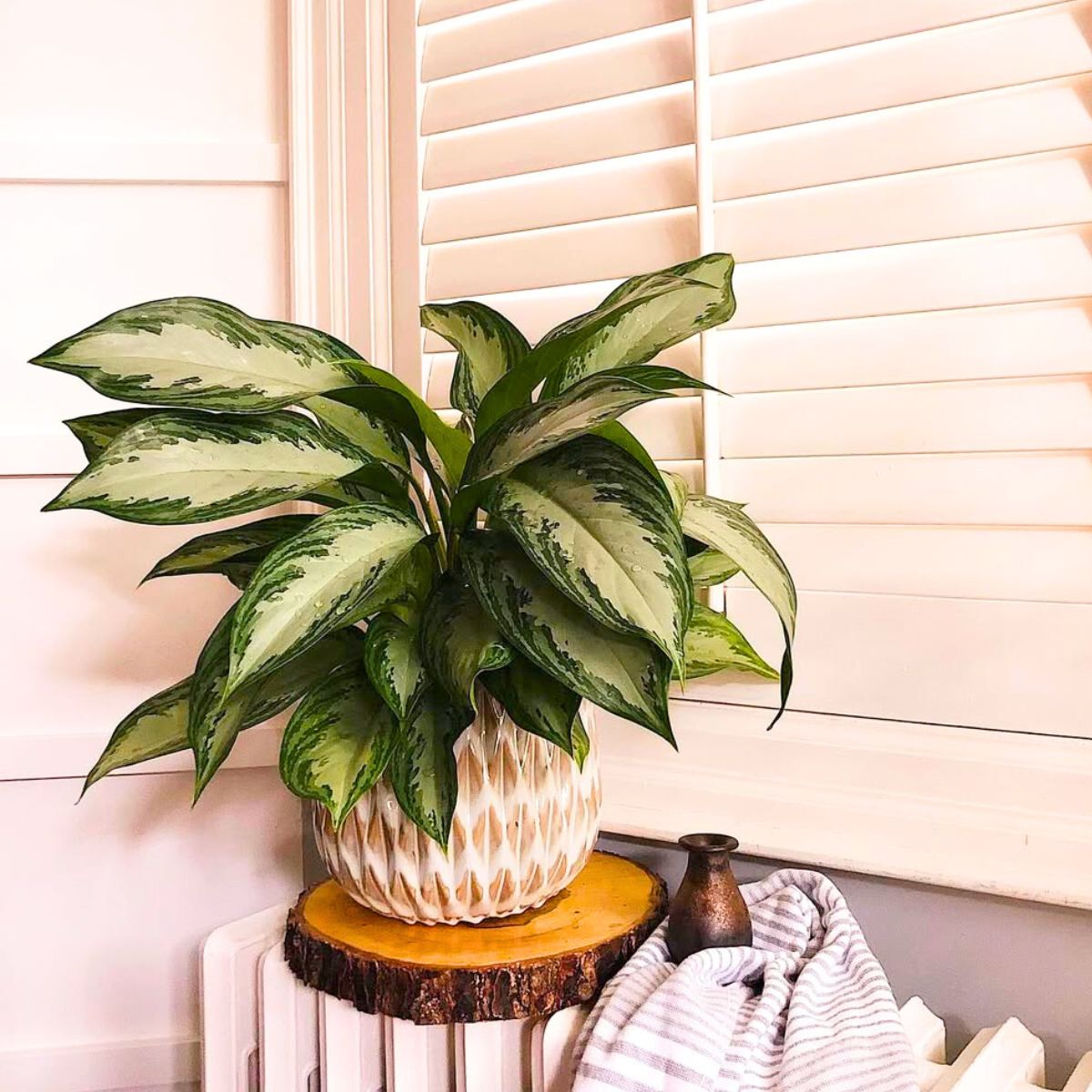 Chinese evergreen in indoor spaces