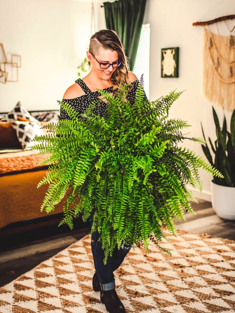 Boston fern indoor plant