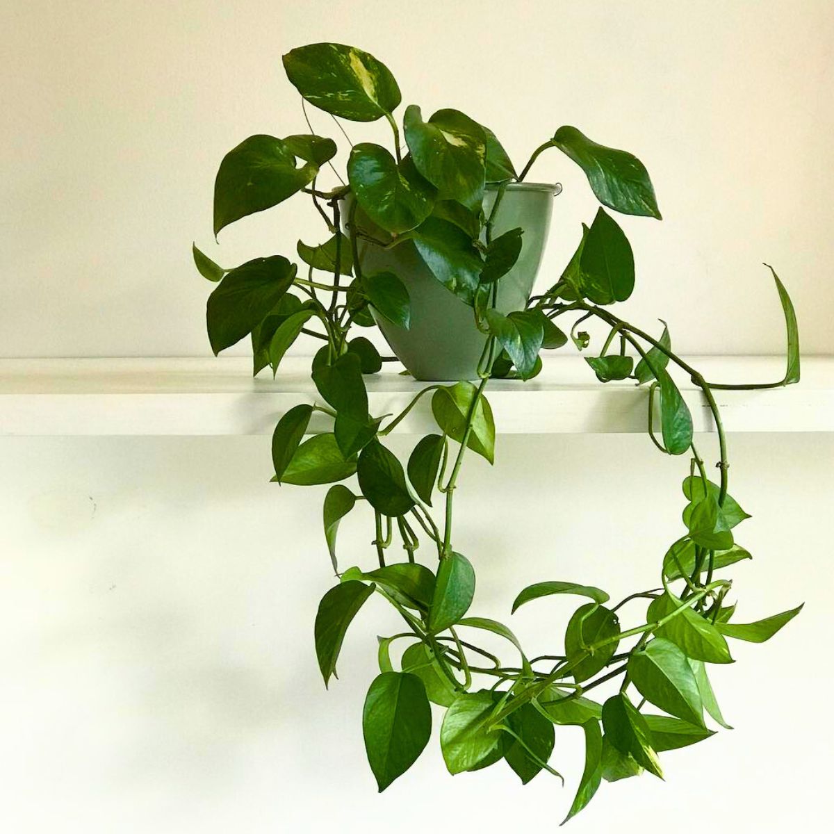 Devils ivy houseplant thrives with no sun