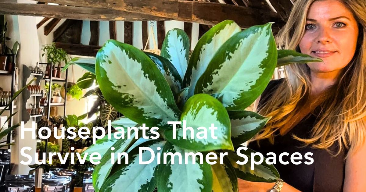 These houseplants can survive and thrive in low light conditions.