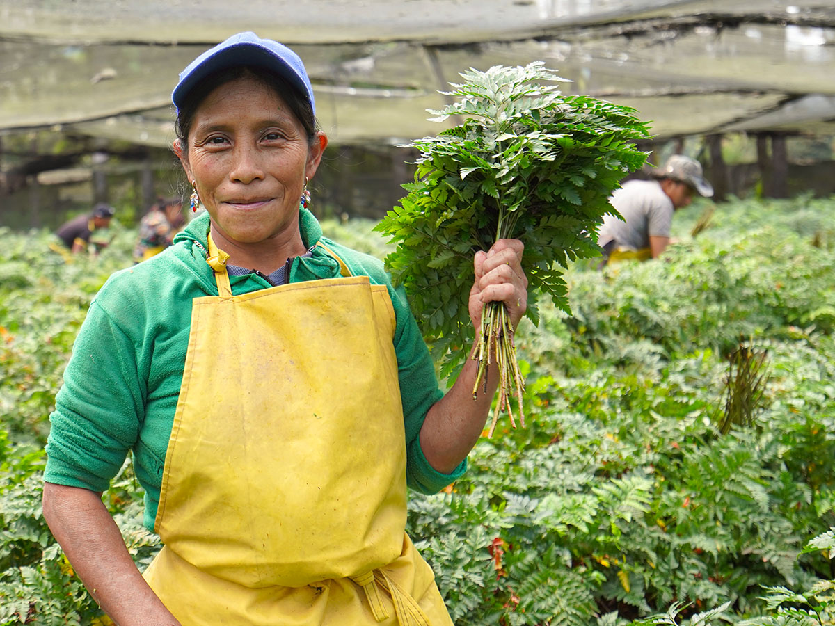 TAK Global worker picking bunches of Leather Fern