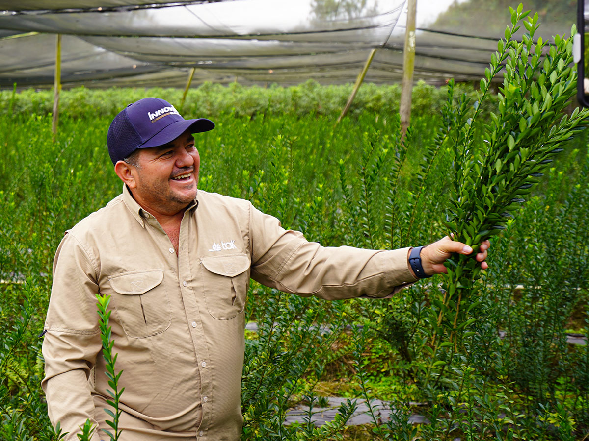 TAK Global worker picking bunches of Euonymus Green