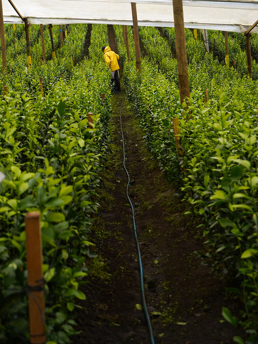 TAK Global farm with Ruscus Hypophyllum