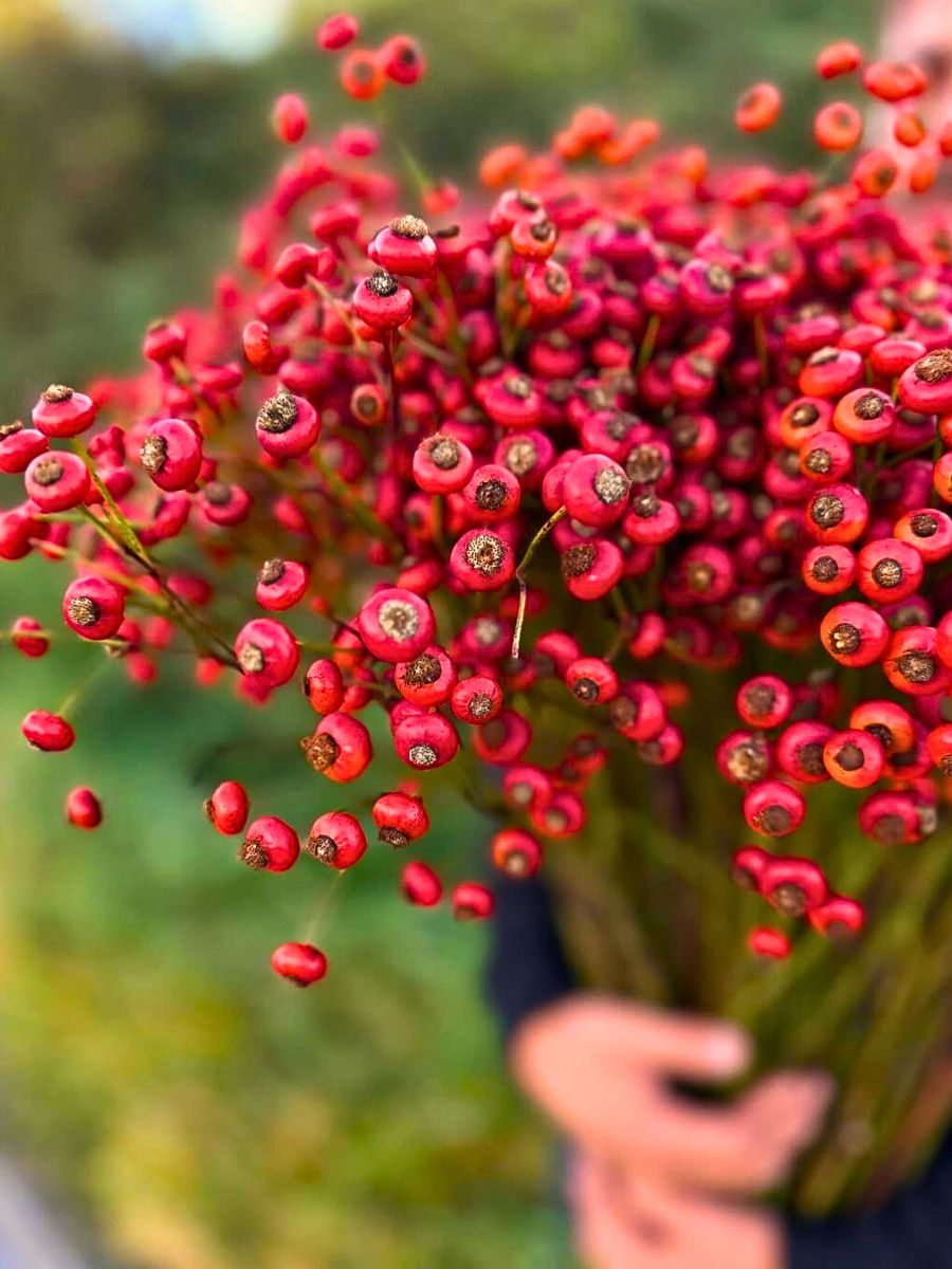 Locally Sourcing Flowers Is Ideal, but a Balanced Approached to Flower Sourcing Is Even More Viable.