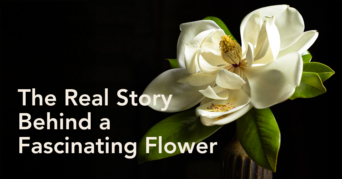 Magnolia flower meaning header