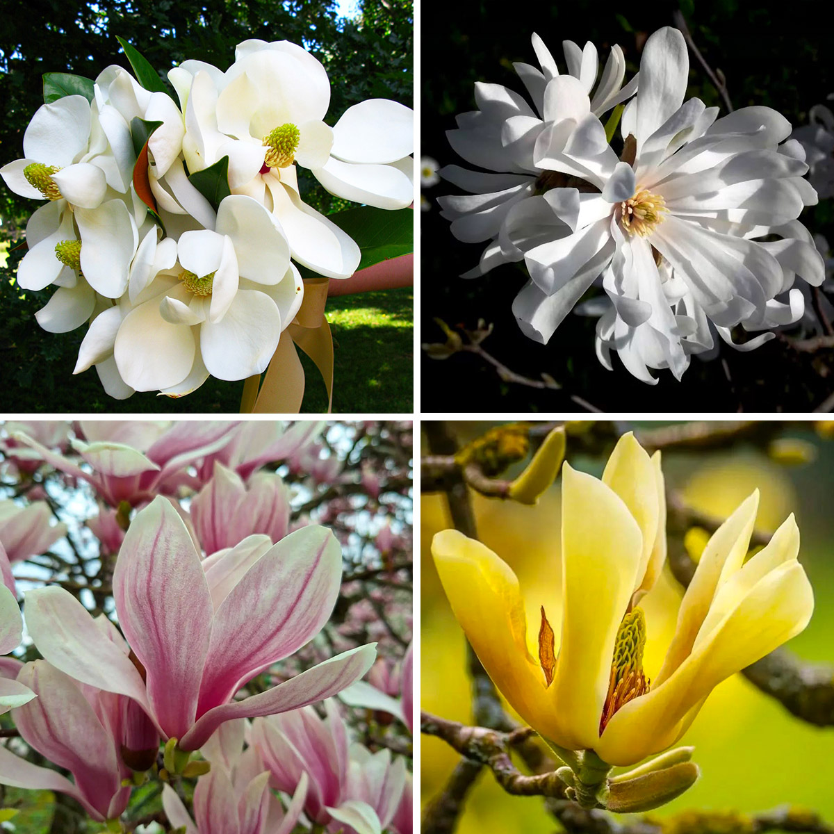 Four main Magnolia varieties