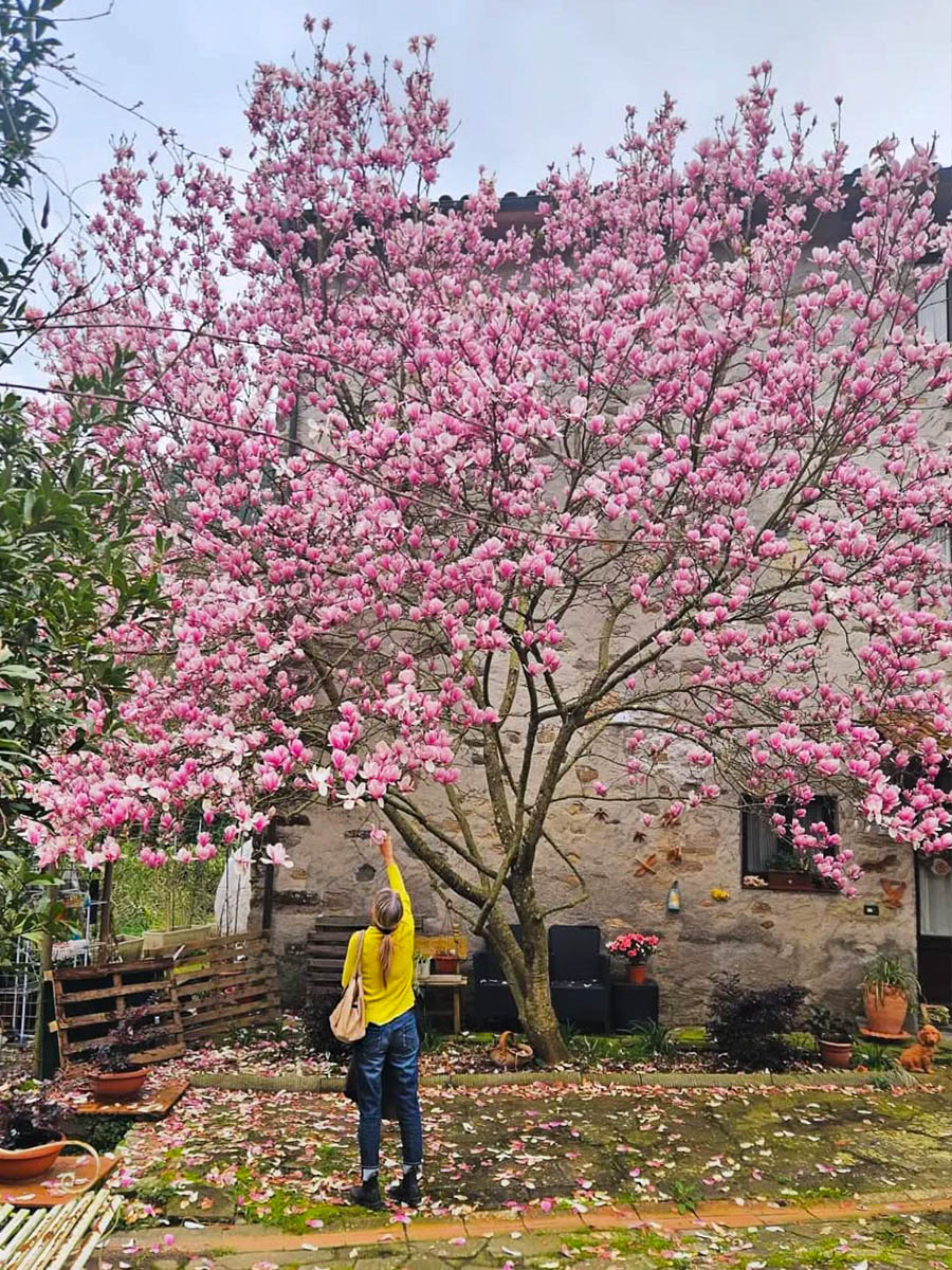 Woman with Magnolia Soulangeana tree